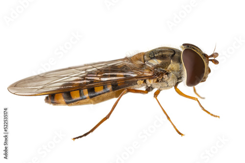 insects of europe - flies: macro of hoverfly Episyrphus balteatus ( marmalade hoverfly german Hainschwebfliege ) isolated on white background - side view