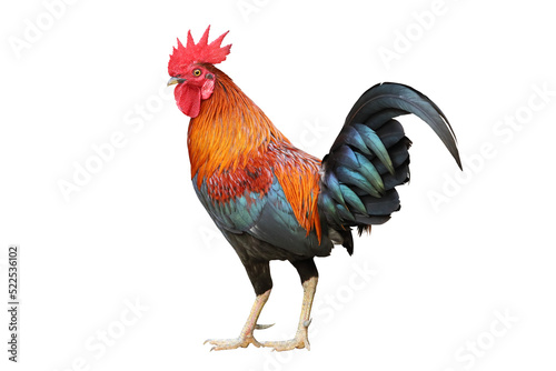 Colorful free range male rooster isolated on white background