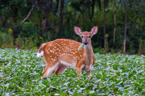 White-tailed deer (Odocoileus virginianus) fawn eating soybean leaves in a field during summer in Wisconsin. Selective focus, background and foreground blur. 