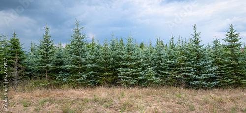 Blue spruces on a tree nursery