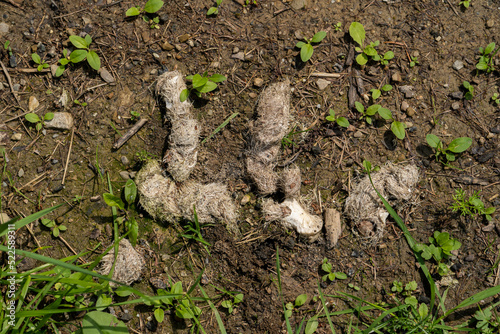 wolf poops with visible remnants of bones and hair