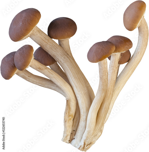 isolated enoki mushroom cutout on white background.