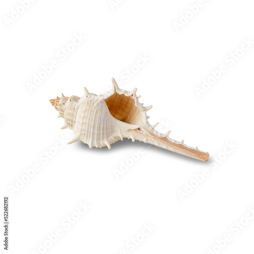 Seashell cutout, Png file.