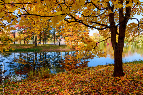 Autumn foliage and Grand pond in Catherine park, Pushkin (Tsarskoe Selo), Saint Petersburg, Russia