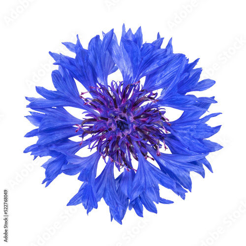 Vibrant blue cornflower blossom top view, isolated with transparent background