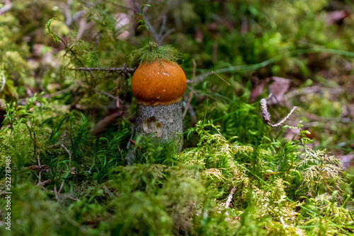 Leccinum aurantiacum, versipelle yellow orange birch bolete, tall and wide orange birch bolete, edible mushroom fungus, grows in the forest on moss, branches and leaves. wormhole, sunny summer day