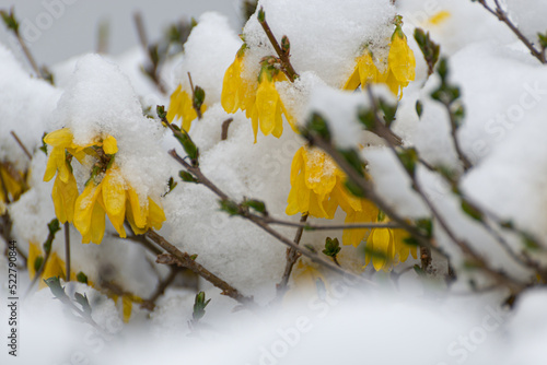 Forsycja (Forsythia Vahl) żółte kwiaty wystające spod śniegu, krzew, wczesna wiosna. 