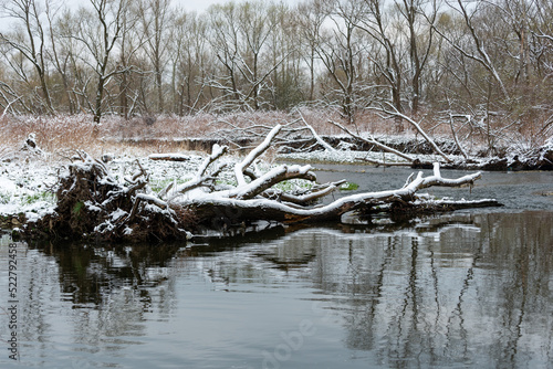 Bielsko-Biała, dopływ Wisły, wczesna wiosna, brzeg rzeki odbijający się w wodzie, śnieg, drzewa, woda, przewrócony pień.