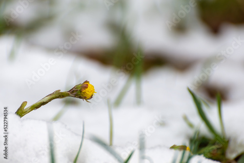 Podbiał pospolity (Tussilago farfara), młody żółty kwiat wyrastający ze śniegu.