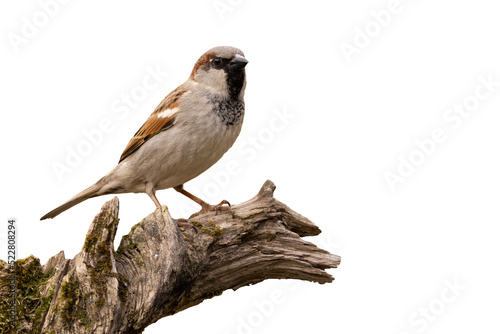 House sparrow, passer domesticus, sitting on wood isolated on white background. Brown and white bird looking on branch cut out on blank. Little featered animal observing on tree.