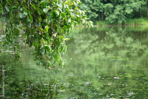 alder tree branch with green leaves bent over the calm water surface of lake