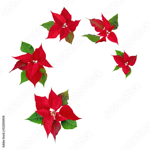 Spiral flying red poinsettia blossoms isolated transparent png. Christmas Eve flowers. Flor de Pascua. Red euphorbia pulcherrima plants.