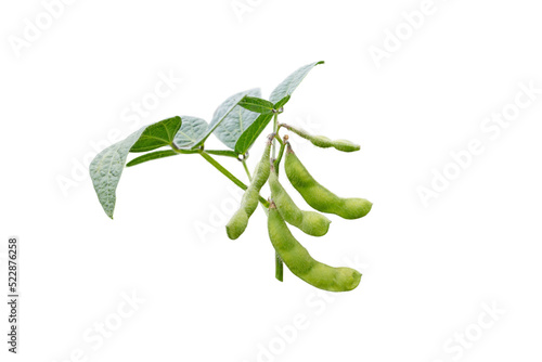 Soybean or soya bean branch isolated transparent png. Glycine max plant with beans and leaves. 