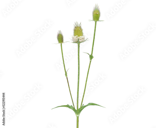 Wild teasel plant with flower head isolated on white, Dipsacus fullonum