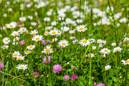 endless field of daisies. Europe Asia