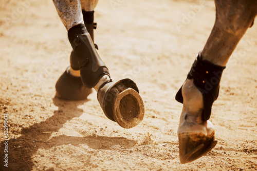 The horse's shod hooves tread on the sand, raising dust on a sunny day. Equestrian sports. The horse gallops.