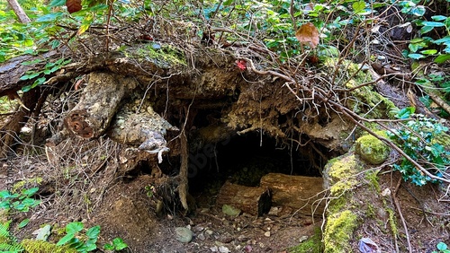 bears den under a tree in a large hole in which logs lie and tree roots are visible Carpathians or Canada any forest. High quality 4k footage