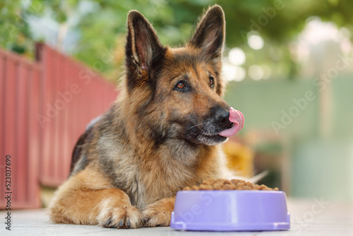 German Shepherd dog lying next to a bowl with kibble dog food, looking to the right, tongue is hanging. Close up, copy space.