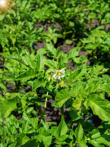Flowering potato bush. Green field of potato crops in a row. Organic cultivation in the garden