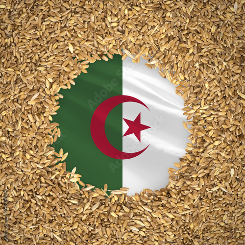 Flag of algeria with grains of wheat. Natural whole wheat concept with flag of algeria