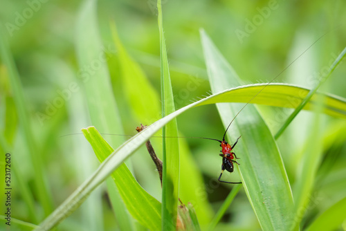 A small insect that forages on green grass in the evening.