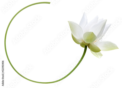 Fleur de lotus blanc à tige courbe