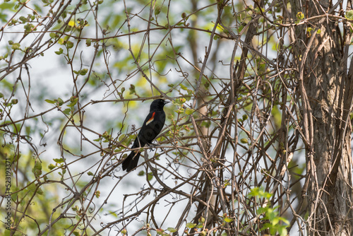 A Red-winged Blackbird Perched On A Tree Limb In Spring