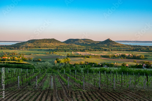 Vineyards and the Badacsony mountain with Lake Balaton at sunset in Hungary