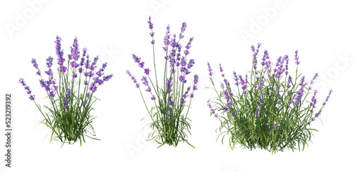 Shrubs and flower on a transparent background 