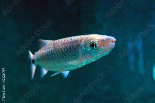 tropikalne ryby w sztucznym świetle