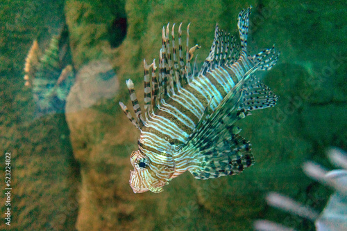 tropikalne ryby w sztucznym świetle