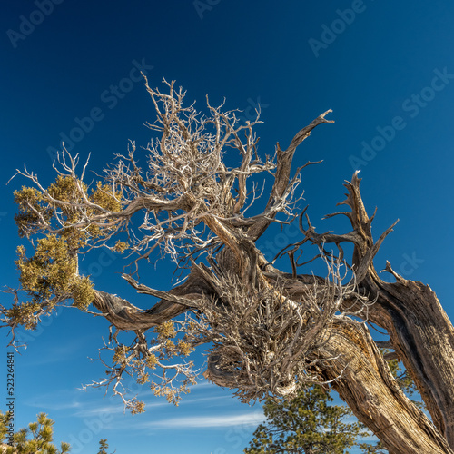 Gnarly Tree Along Hiking Trail in Bryce