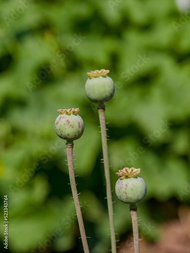 Opium poppy heads, close-up. Papaver somniferum, commonly known as the opium poppy or breadseed poppy, is a species of flowering plant