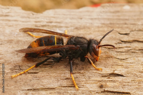 Closeup on a worker Asian hornet , Vespa veluatina an invasive species and threat to the European honeybee cultures