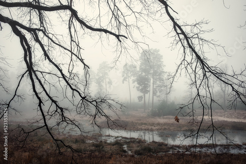 Beautiful atmospheric autumn foggy forest landscape. The last leaf on the bare branches of a tree on a rainy foggy day. Mysterious forest, autumn scene. Nature background. Atmospheric landscape