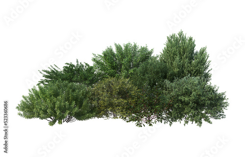 Shrubs and flower on a transparent background