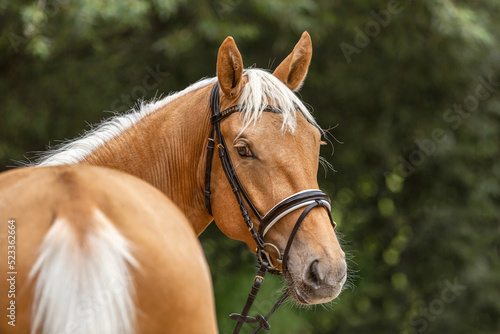 Head portrait of a bridled dressage horse. Portrait of a beautiful palomino kinsky warmblood horse gelding in summer outdoors