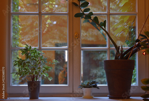 Okno z roślinami doniczkowymi