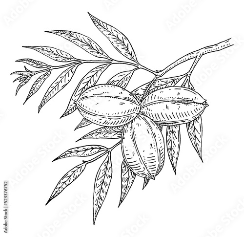 Pecan tree branch with leaves and nuts. Vector vintage engraving