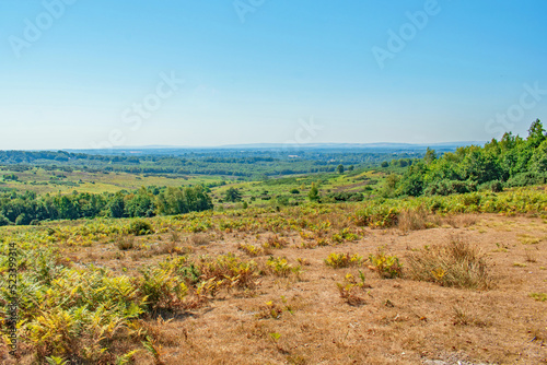 A view across Ashdown Forest scorched but beautiful heathland colours on a bright summer day