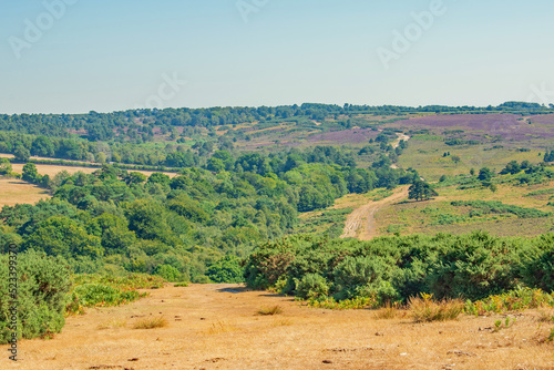 The long scorched earth pathway through Ashdown Forest on a beautiful summer day