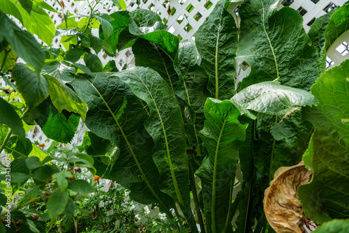 Large Horseradish bush lat. Armoracia Rusticana is a cultured plant popular in Russia, leaves, and roots are used in cooking and medicine. High-quality photo