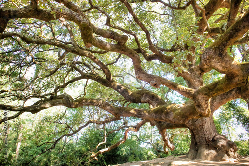 The great secular oak in Capannori Lucca Italy