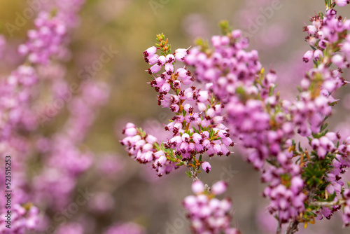 Wild plant species, scientific name; erica australis - erica multiflora (Turkish name; funda otu, funda bitkisi)