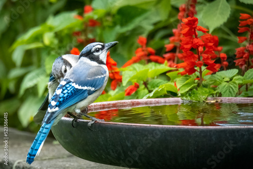 blue jay on a birdbath