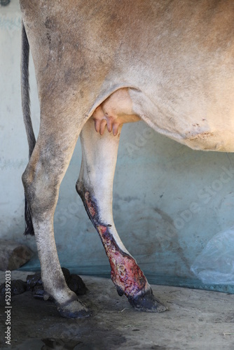 Cow affected with Lumpy Skin Disease or LSD. Cattle leg skin is rotten because of viral and bacterial infection. Quarantine and vaccination can prevent the disease. It is caused by Capripoxvirus.