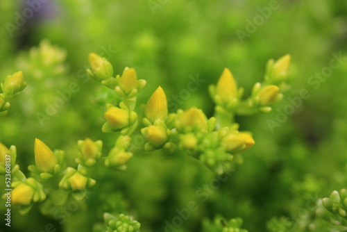 rozchodnik ostry Yellow Queen sedum acre