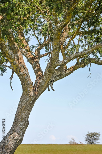 Leopard resting in the braches of an acacia in the middle of the African savanna