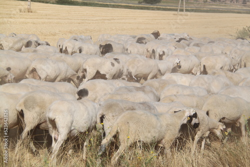 Rebaño de ovejas 