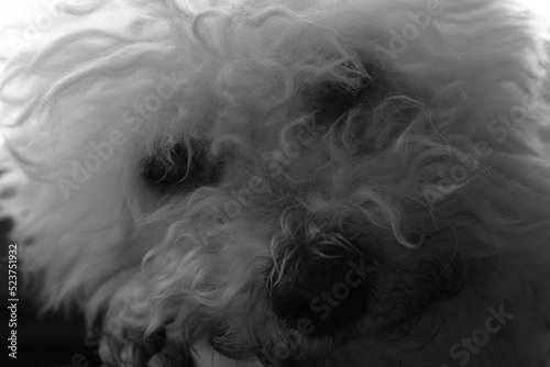 primo piano in bianco e nero di un cane di razza bolognese che ha uno sguardo dolce e assonnato.